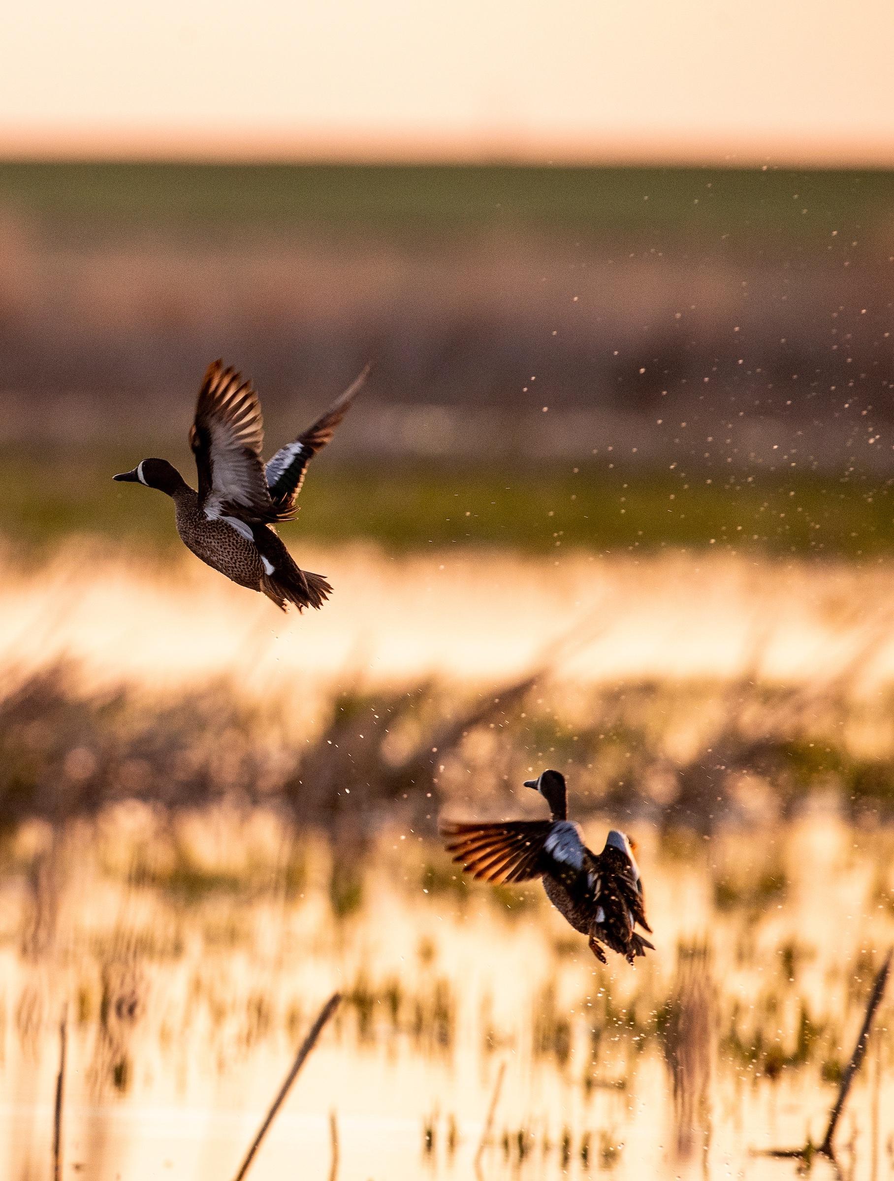 Duck, Duck, Goose! Restored Wetlands Thriving